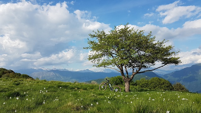 MTB